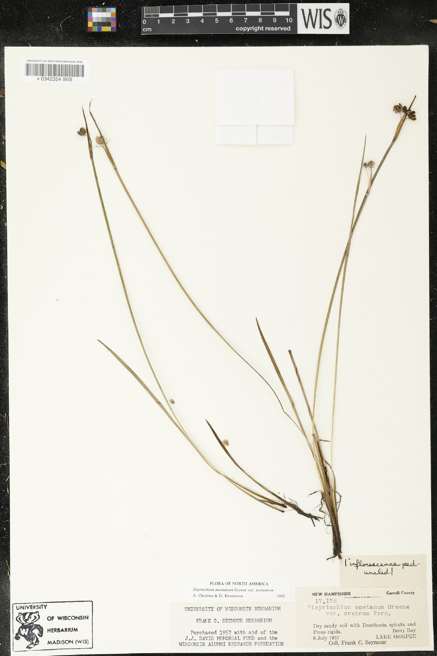 Sisyrinchium montanum var. montanum image