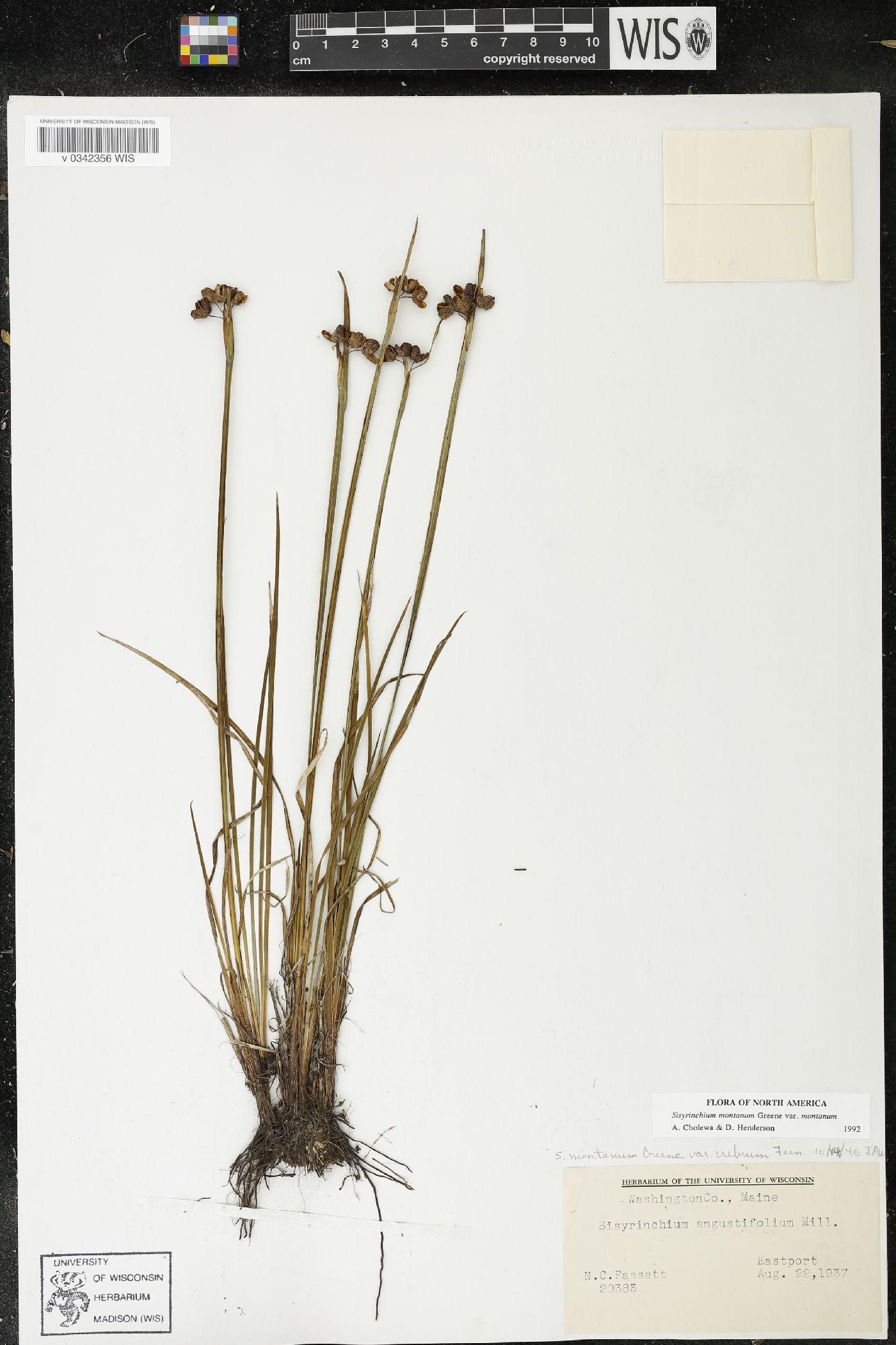 Sisyrinchium montanum var. montanum image