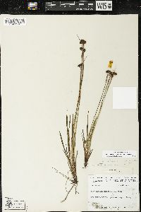 Sisyrinchium montanum var. montanum image