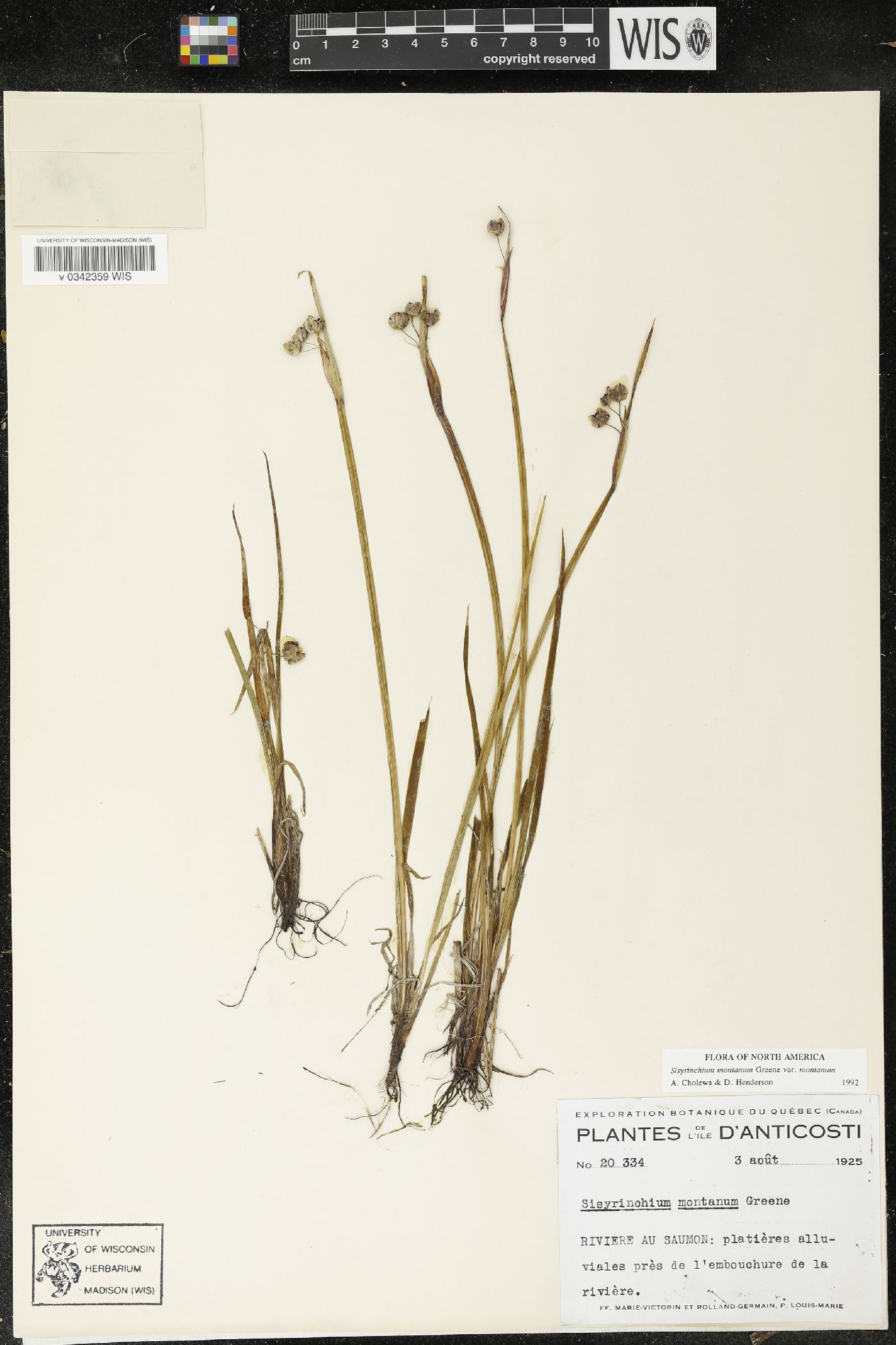 Sisyrinchium montanum var. montanum image