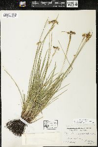 Sisyrinchium montanum var. montanum image