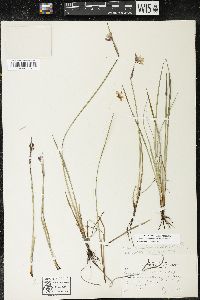 Sisyrinchium montanum var. montanum image