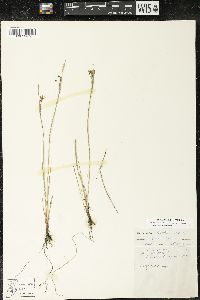 Sisyrinchium montanum var. montanum image