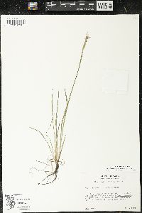 Sisyrinchium montanum image