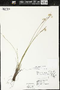 Sisyrinchium montanum var. montanum image