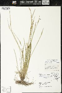 Sisyrinchium montanum var. montanum image