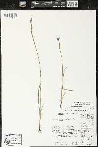 Sisyrinchium montanum var. montanum image