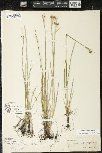 Sisyrinchium montanum var. montanum image