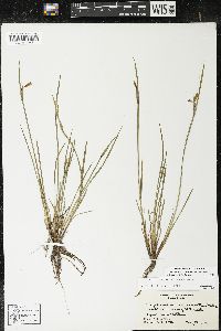 Sisyrinchium montanum var. montanum image