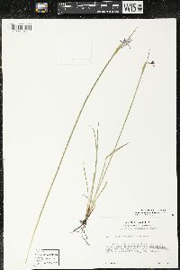 Sisyrinchium montanum image