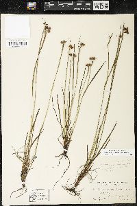 Sisyrinchium montanum var. montanum image