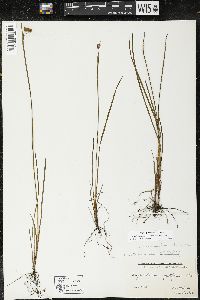 Sisyrinchium montanum var. montanum image