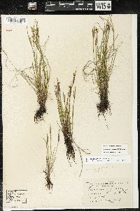 Sisyrinchium campestre image