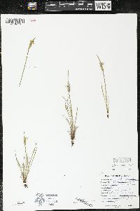 Sisyrinchium campestre image