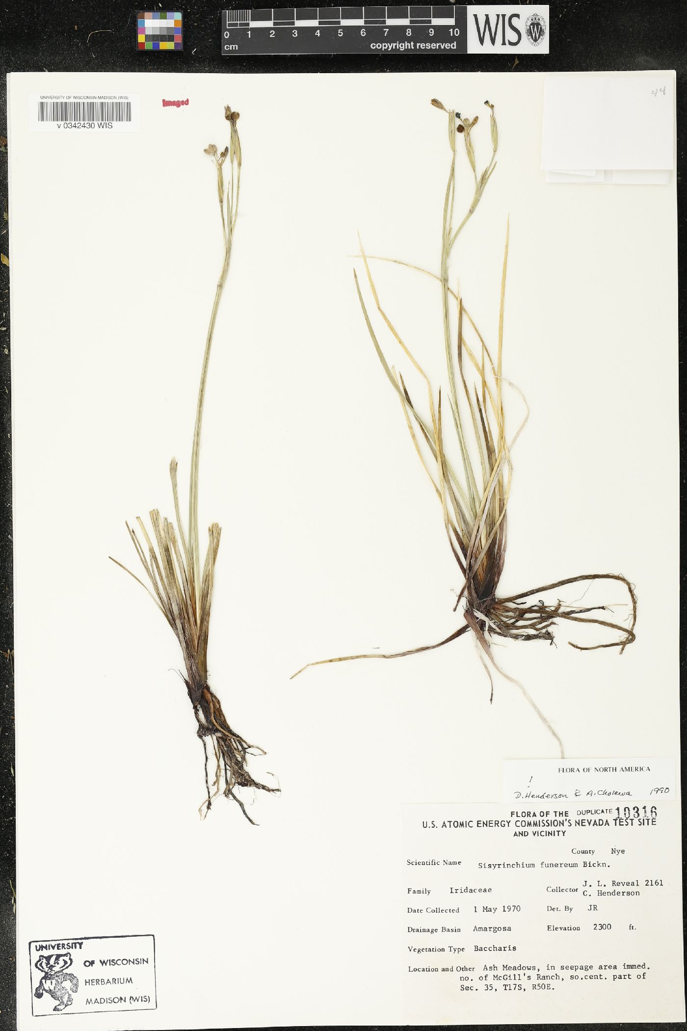 Sisyrinchium funereum image