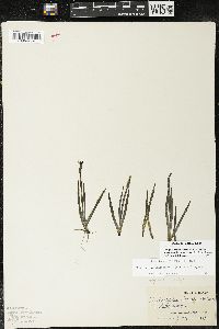 Sisyrinchium californicum image