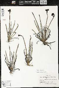 Sisyrinchium californicum image