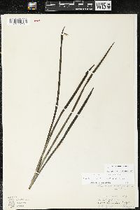 Sisyrinchium californicum image