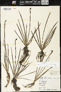 Sisyrinchium californicum image