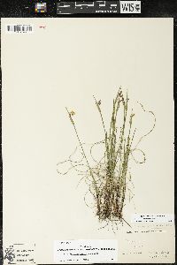 Sisyrinchium campestre image