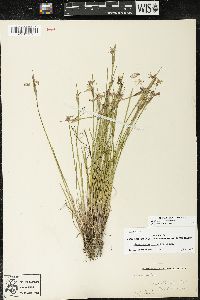 Sisyrinchium campestre image