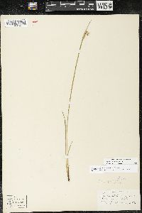 Sisyrinchium campestre image