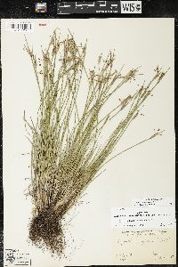 Sisyrinchium campestre image