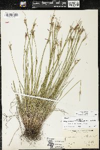 Sisyrinchium campestre image