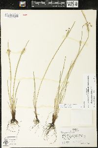 Sisyrinchium campestre image