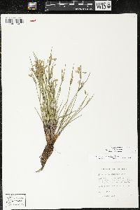 Sisyrinchium campestre image