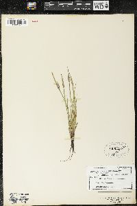 Sisyrinchium campestre image