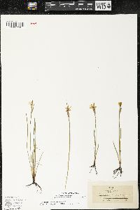 Sisyrinchium campestre image