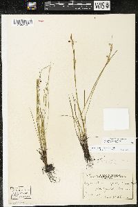 Sisyrinchium campestre image