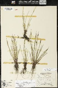Sisyrinchium campestre image