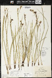 Sisyrinchium fuscatum image