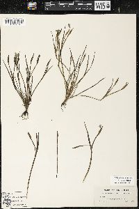 Sisyrinchium ensigerum image