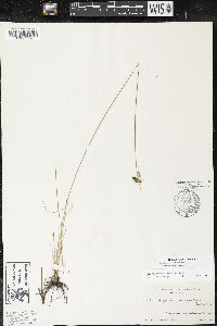 Sisyrinchium capillare image