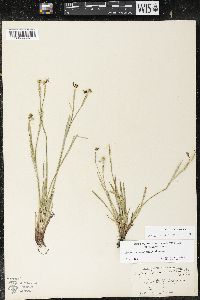 Sisyrinchium demissum image