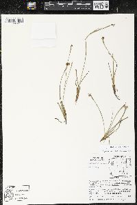 Sisyrinchium demissum image