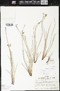 Sisyrinchium funereum image