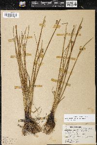 Olsynium douglasii var. douglasii image