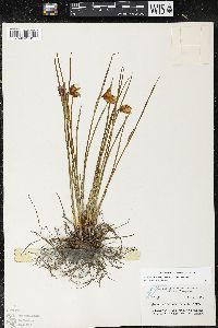 Olsynium douglasii var. douglasii image