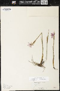 Olsynium douglasii var. inflatum image