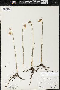 Olsynium douglasii var. inflatum image
