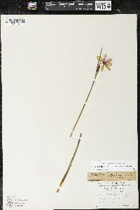 Olsynium douglasii var. inflatum image