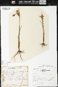 Olsynium douglasii image