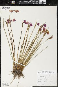 Olsynium douglasii var. inflatum image