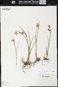 Olsynium douglasii image