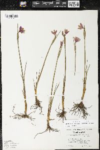 Olsynium douglasii var. inflatum image