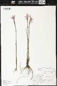 Olsynium douglasii var. inflatum image